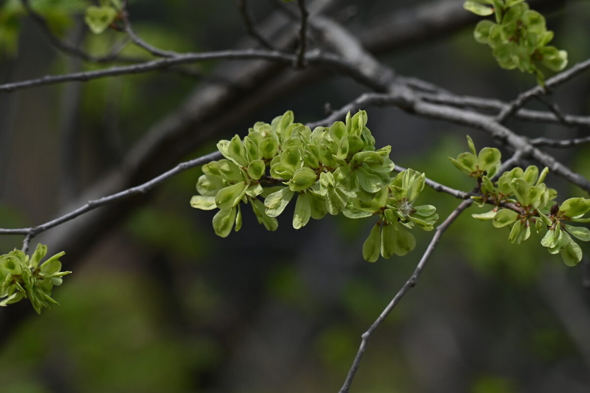Ulmus davidiana var. japonica — photo