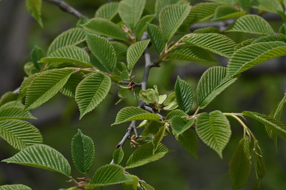 Ulmus davidiana var. japonica