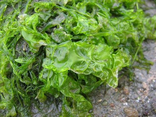 Ulva lactuca (Sea Lettuce) — photo