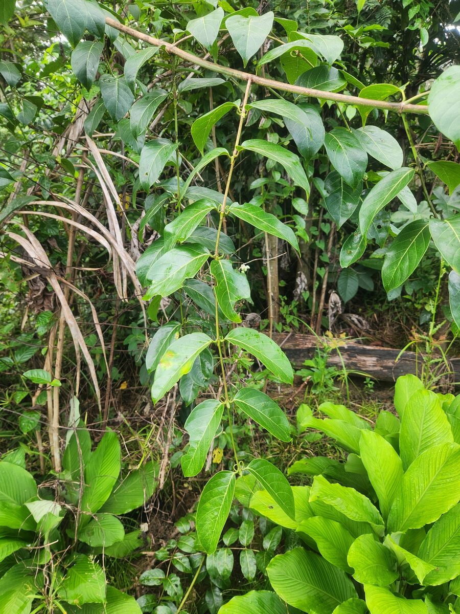 Uncaria guianensis - (Aubl.) J.F.Gmel. (Cat's Claw) — photo