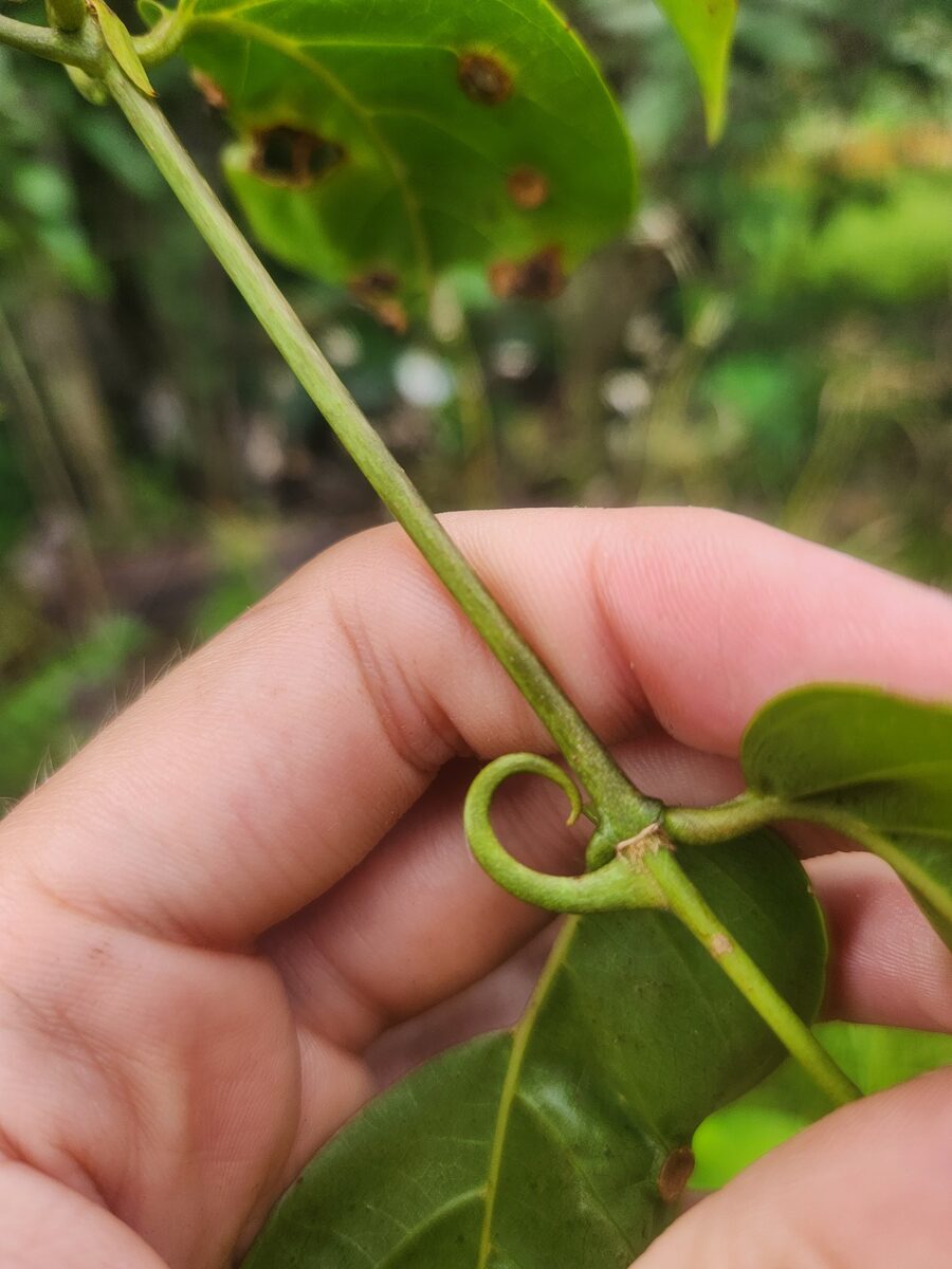 Uncaria guianensis - (Aubl.) J.F.Gmel. (Cat's Claw) — photo