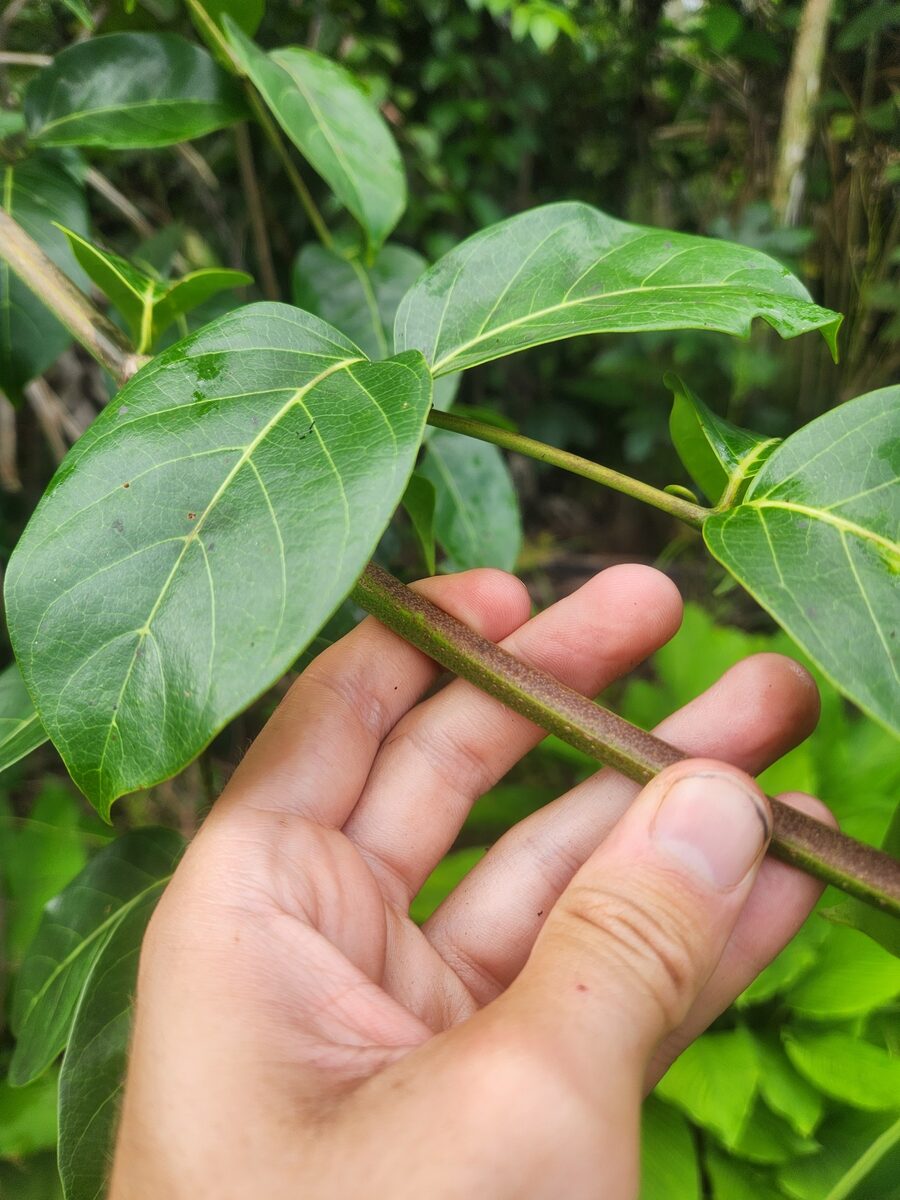 Uncaria guianensis - (Aubl.) J.F.Gmel.