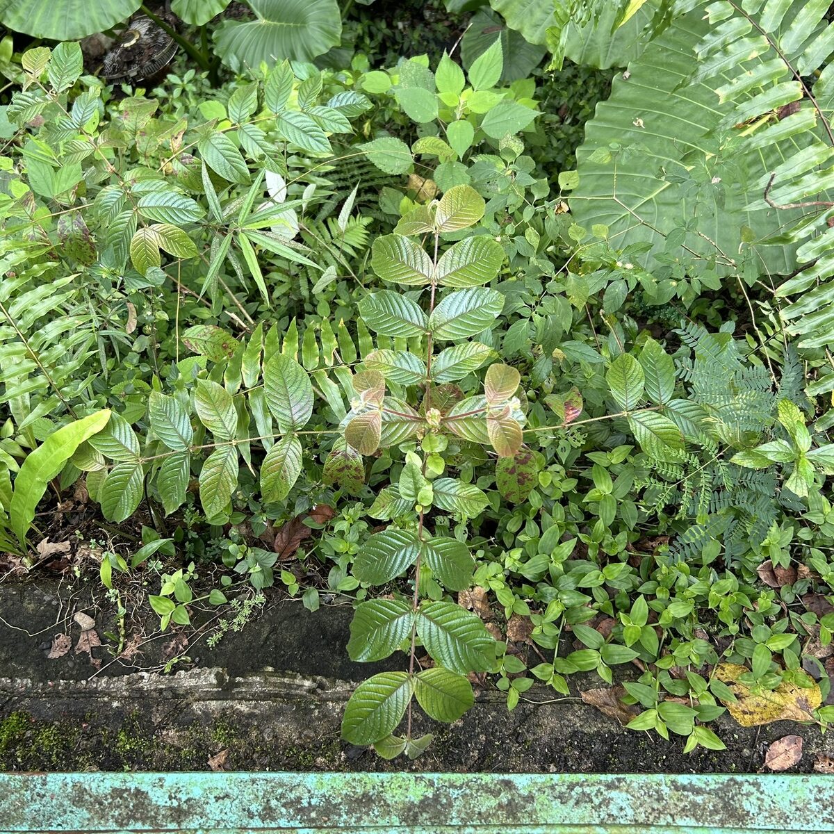 Uncaria sp. — photo