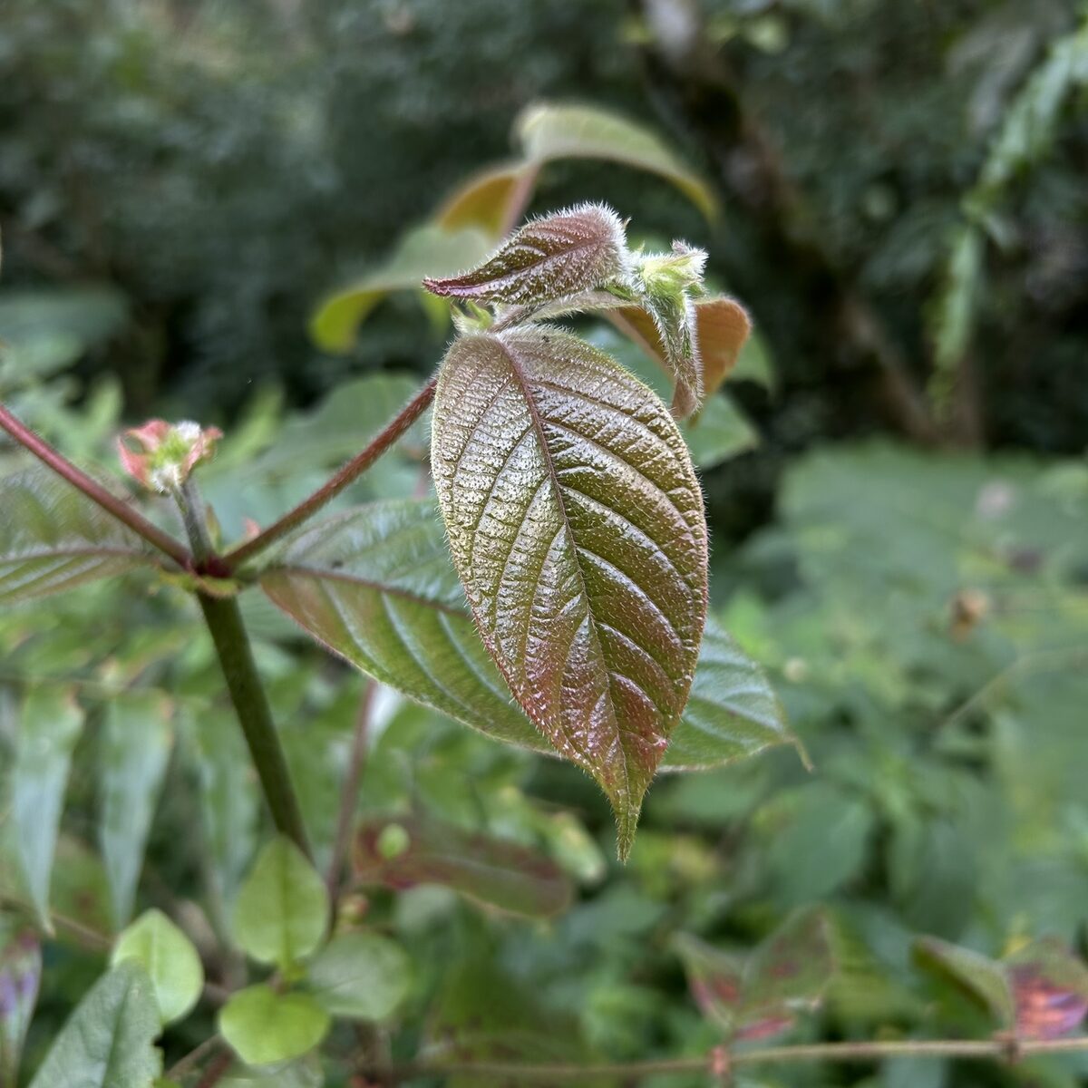 Uncaria sp. — photo