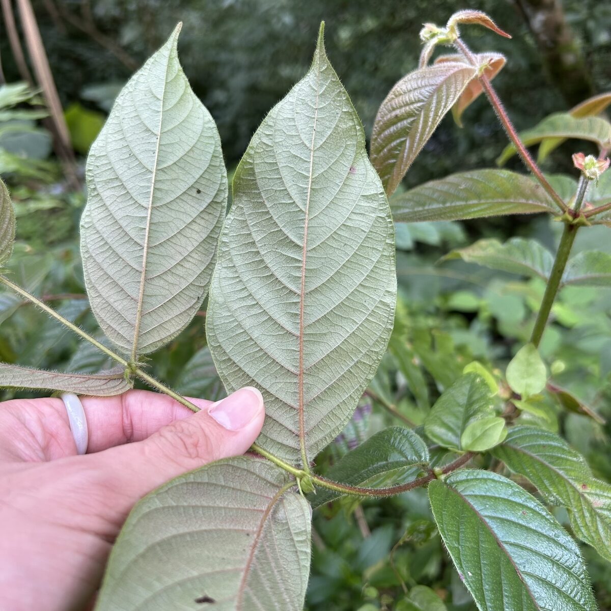 Uncaria sp.