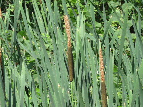 Uraria crinita (Cat's tail) — photo