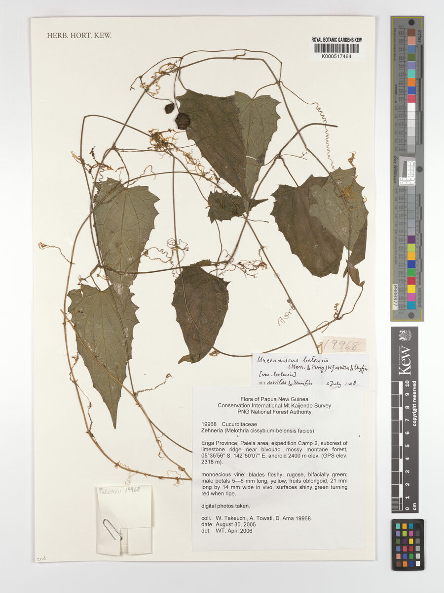Urceodiscus belensis — photo
