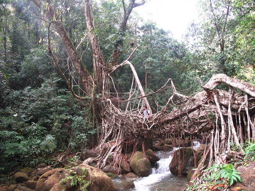 Urceola elastica (Rubber tree) — photo