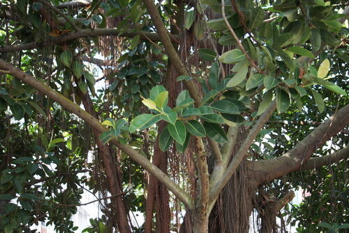 Urceola elastica (Rubber tree) — photo