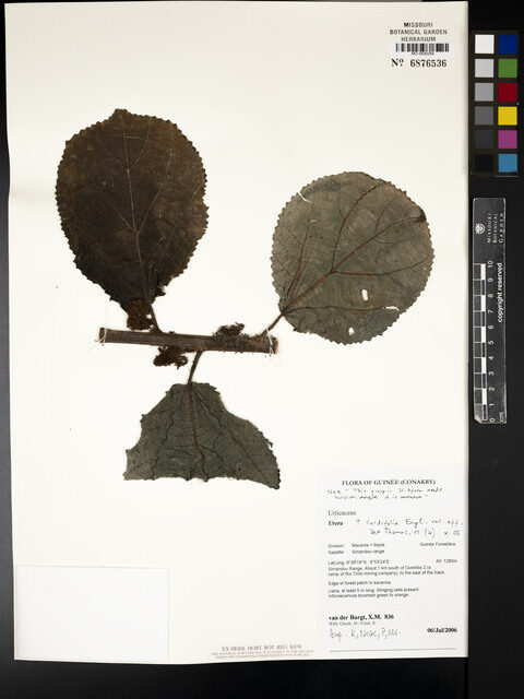 Urera cordifolia