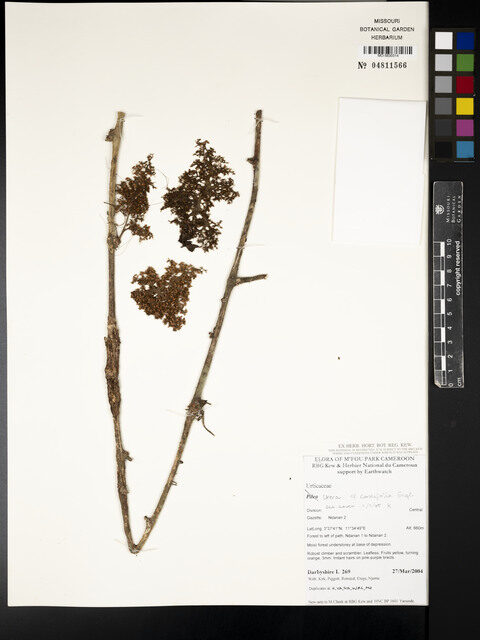 Urera cordifolia — photo