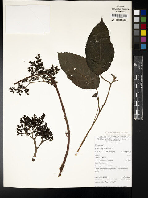 Urera gravenreuthii — photo