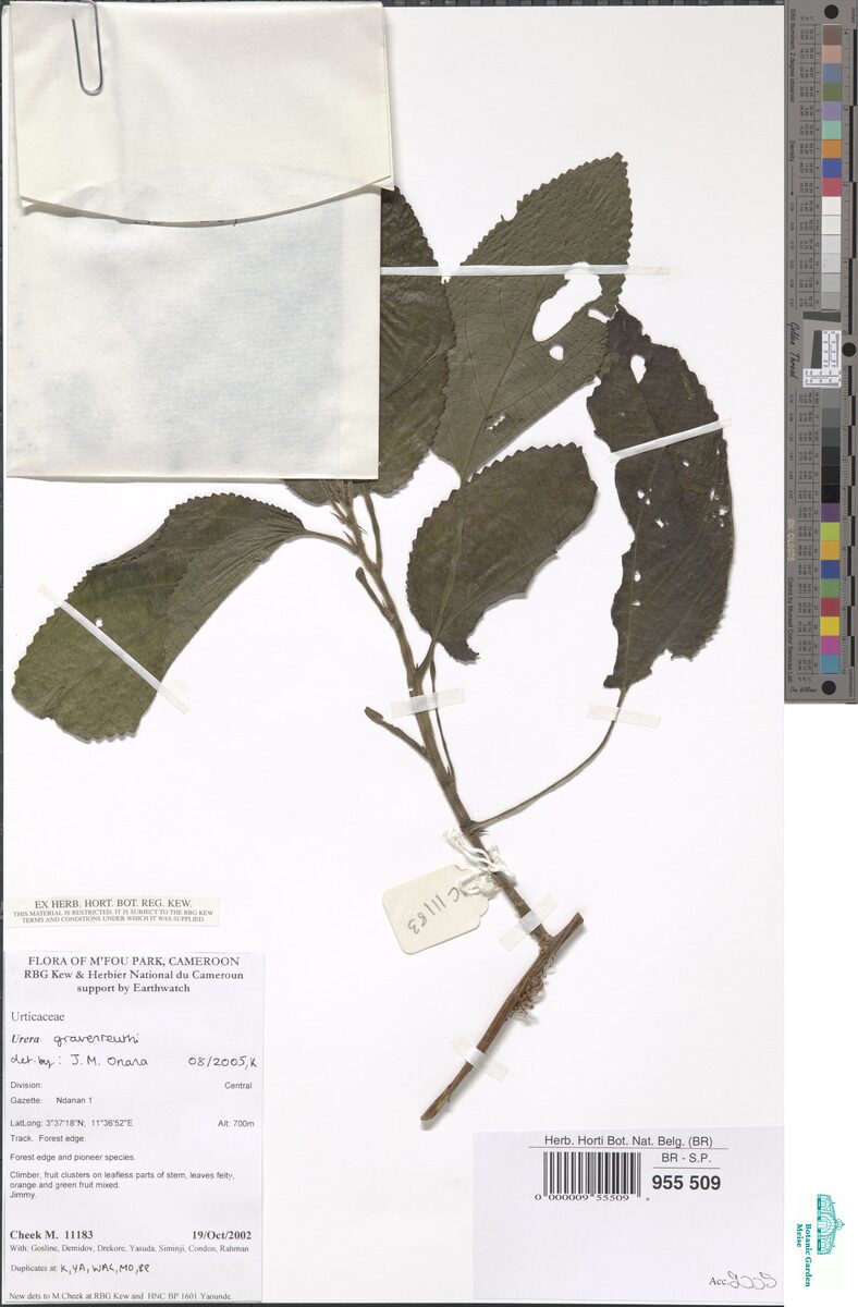 Urera gravenreuthii