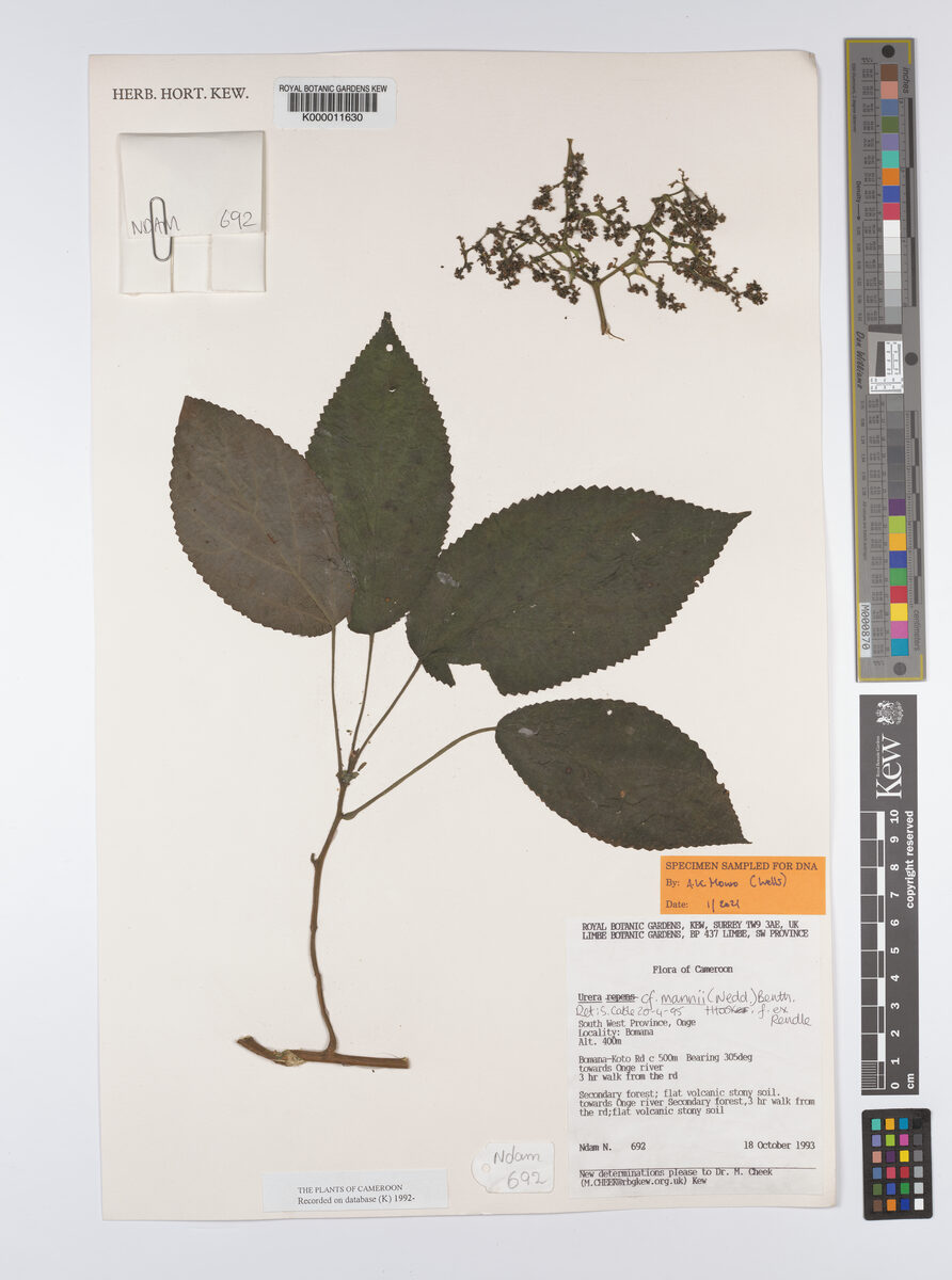 Urera mannii