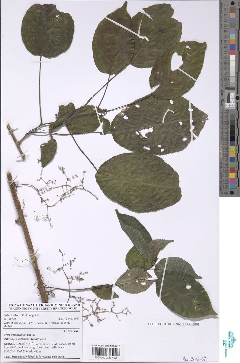 Urera oblongifolia — photo