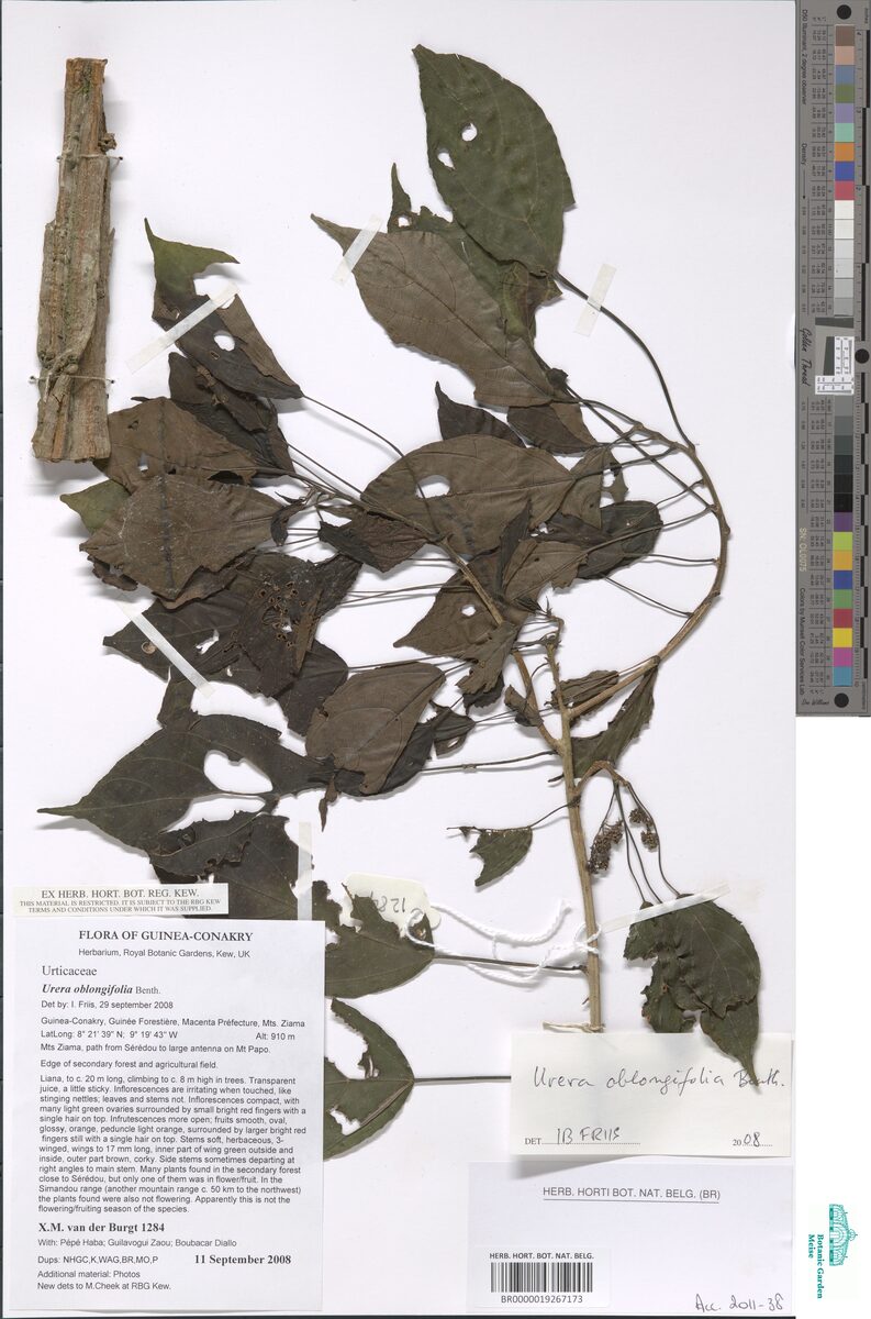Urera oblongifolia — photo