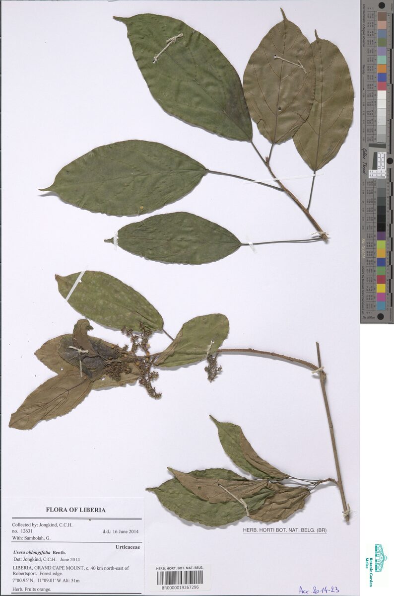Urera oblongifolia