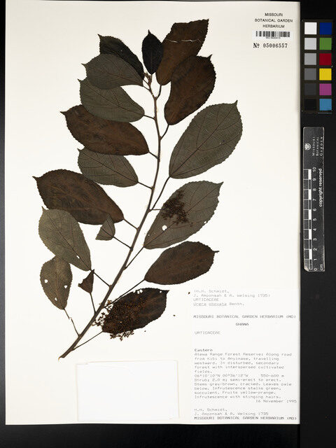 Urera obovata (Scratch bush) — photo