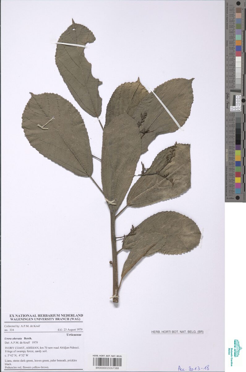 Urera obovata (Scratch bush) — photo