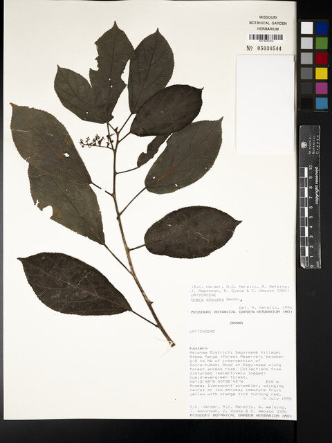 Urera obovata