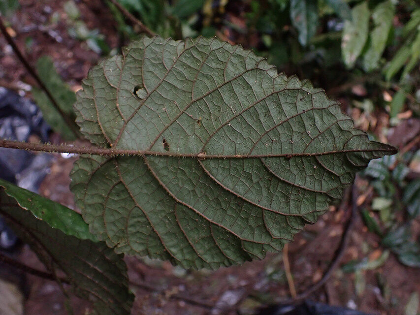 Urera repens