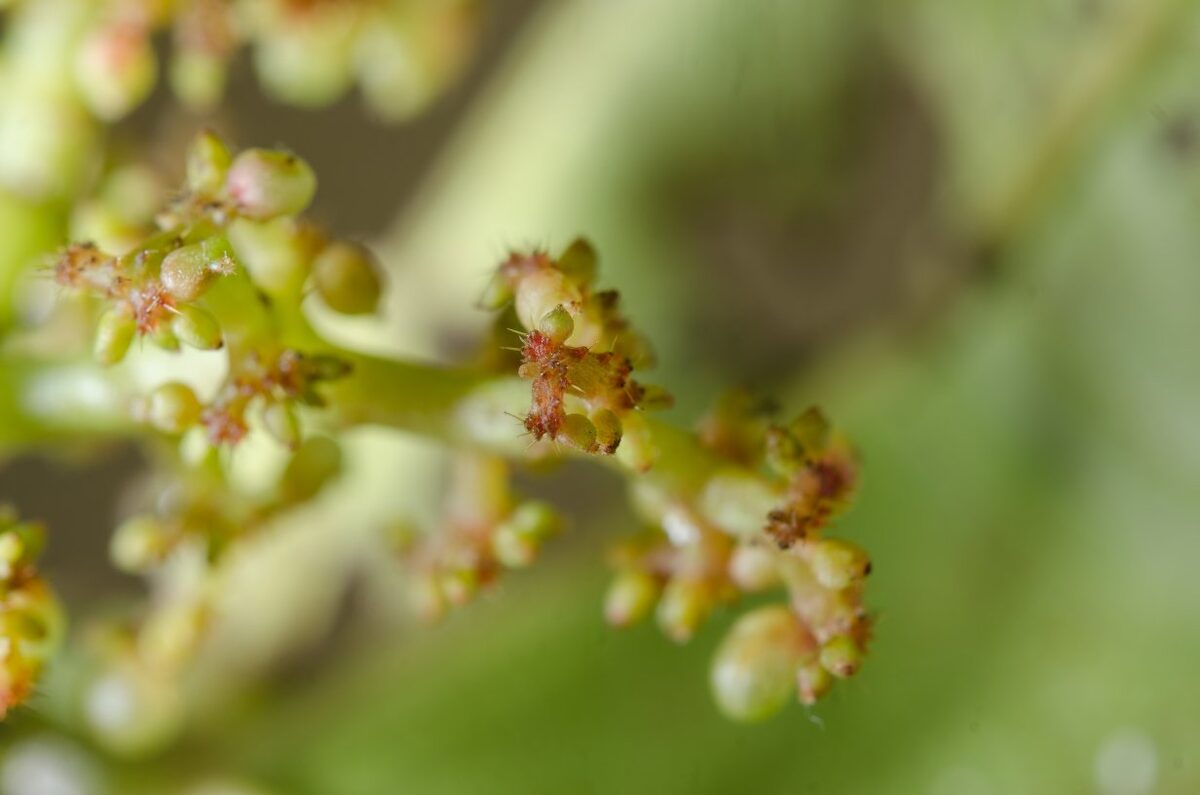 Urera thonneri — photo