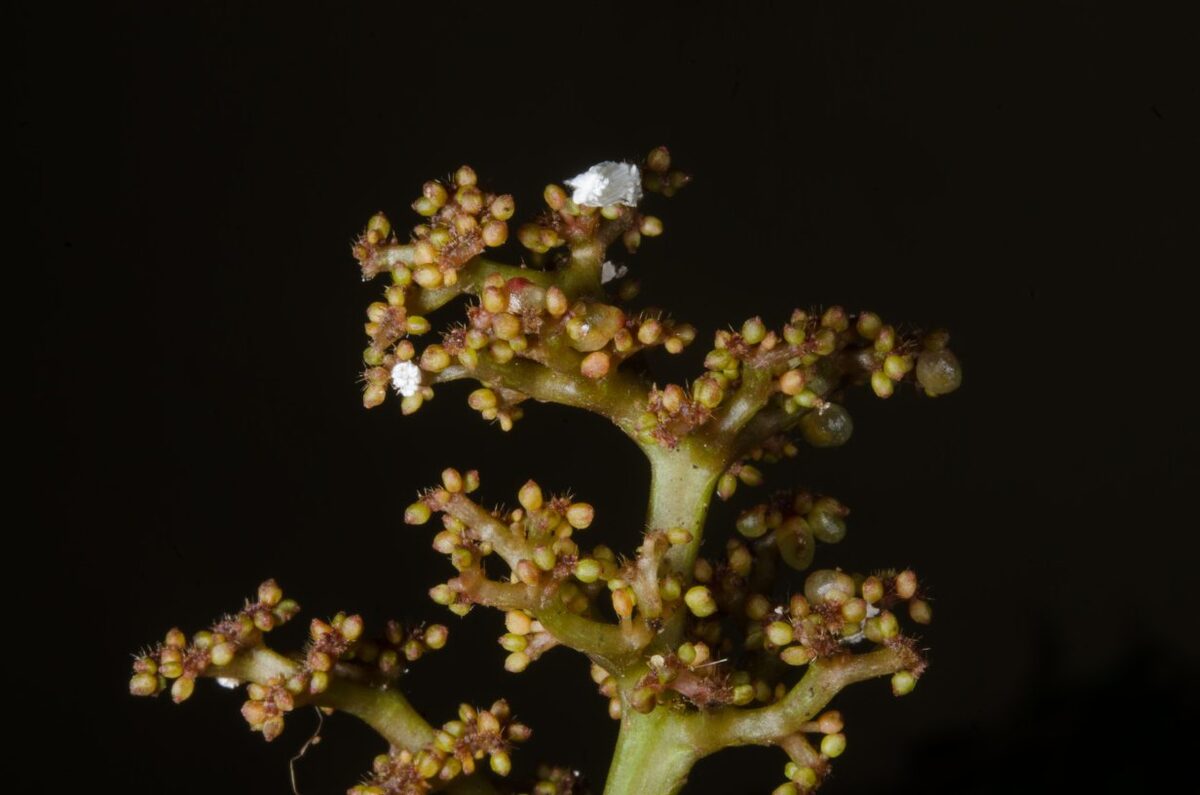 Urera thonneri — photo
