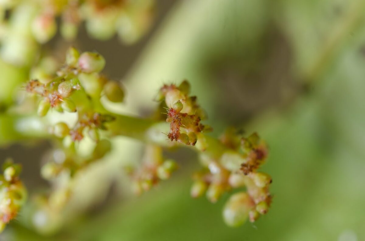 Urera thonneri