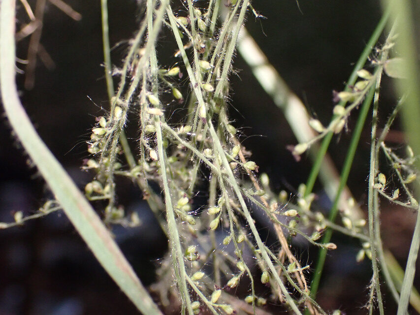 Urochloa comata — photo