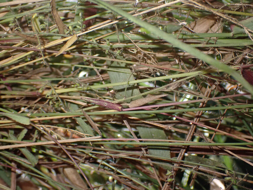 Urochloa comata — photo