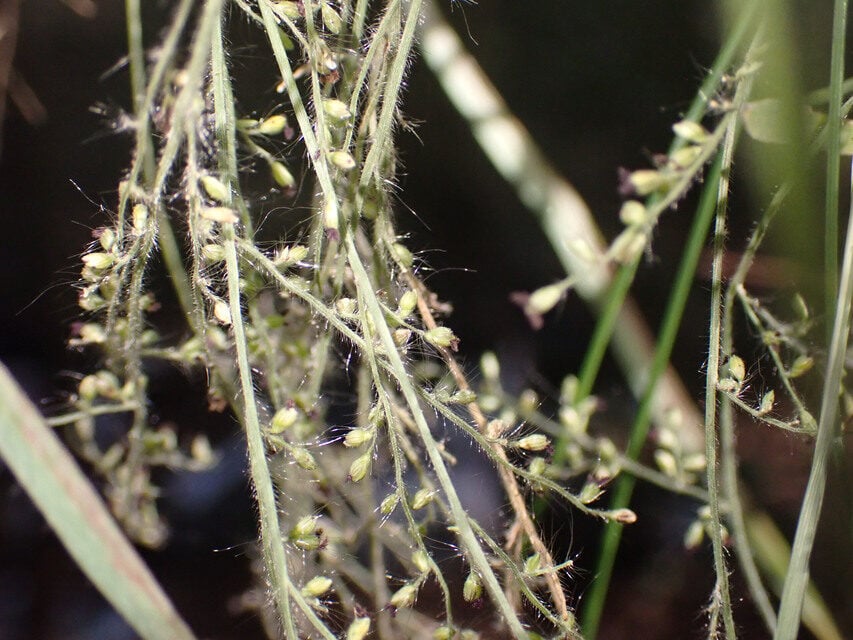 Urochloa comata