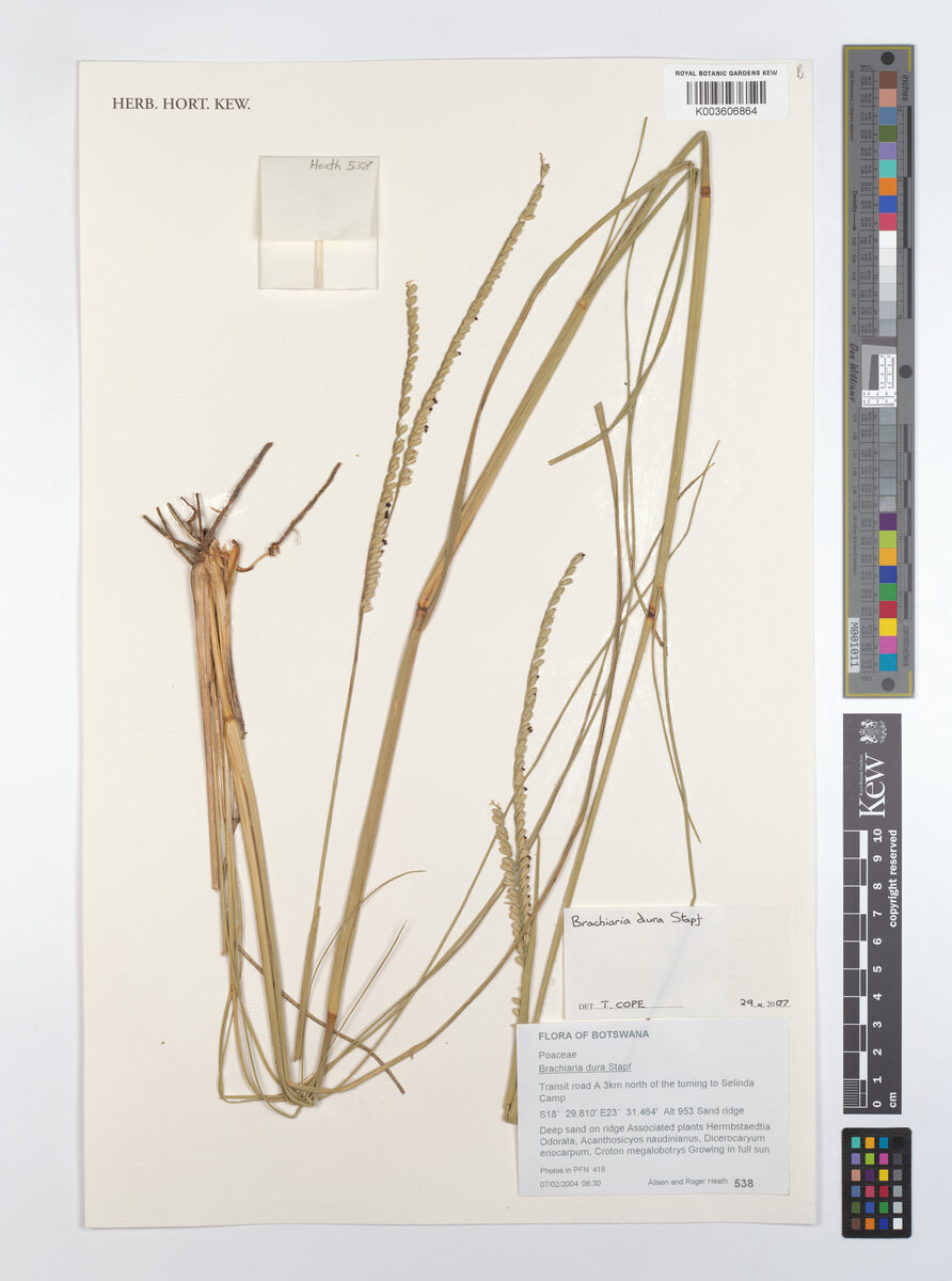Urochloa dura — photo