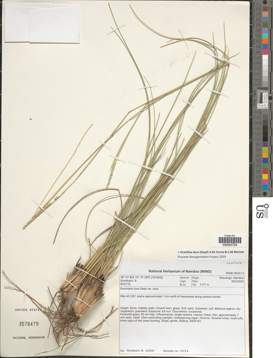 Urochloa dura — photo