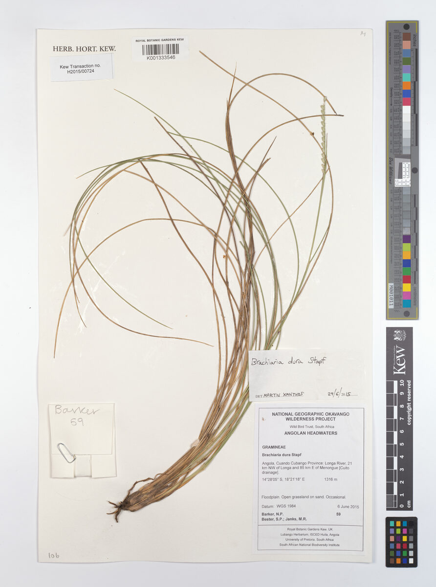 Urochloa dura