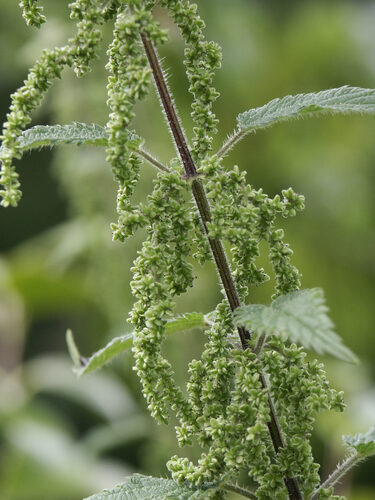 Urtica dioica (Stinging nettle) — photo