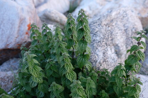 Urtica hyperborea — photo
