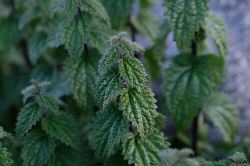 Urtica hyperborea — photo