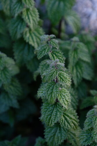 Urtica hyperborea