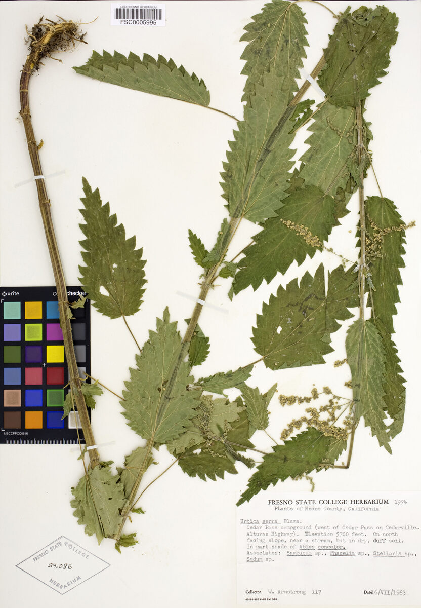 Urtica serra — photo