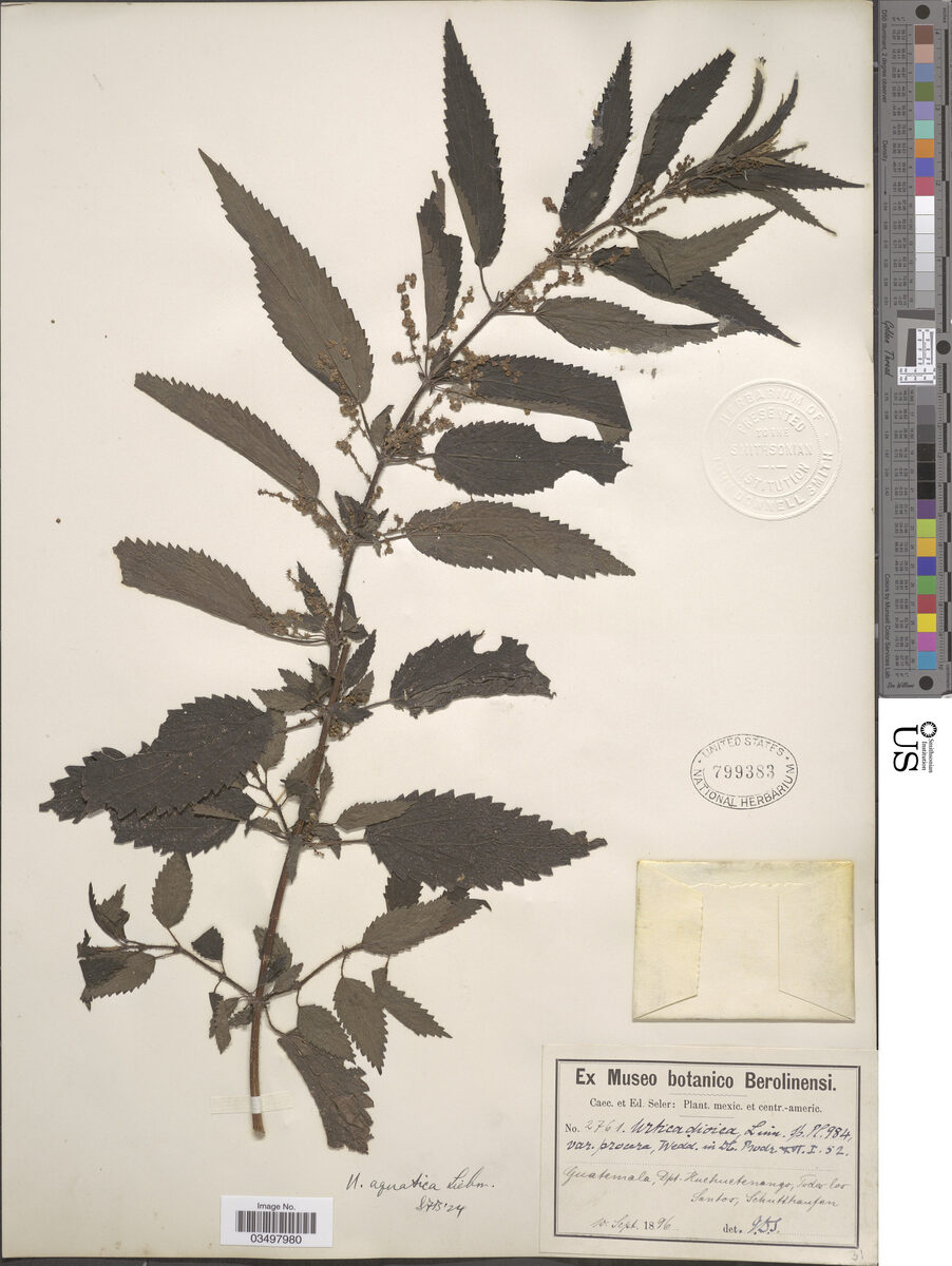Urtica serra — photo