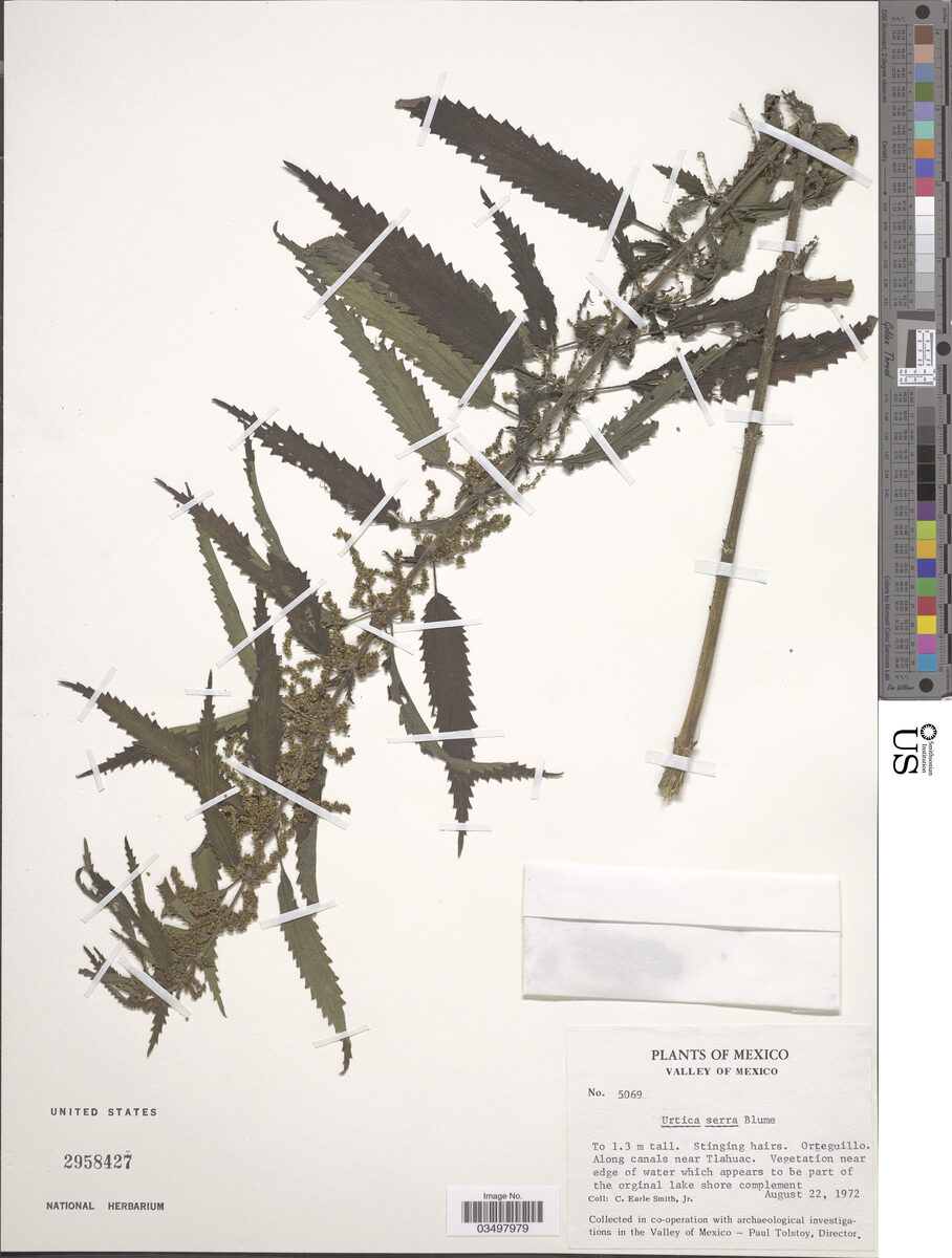 Urtica serra