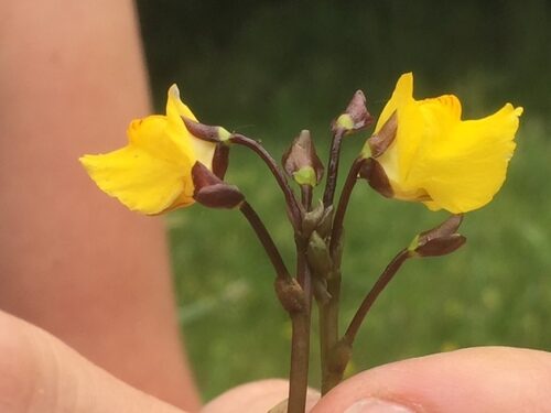 Utricularia vulgaris (Greater Bladderwort) — photo