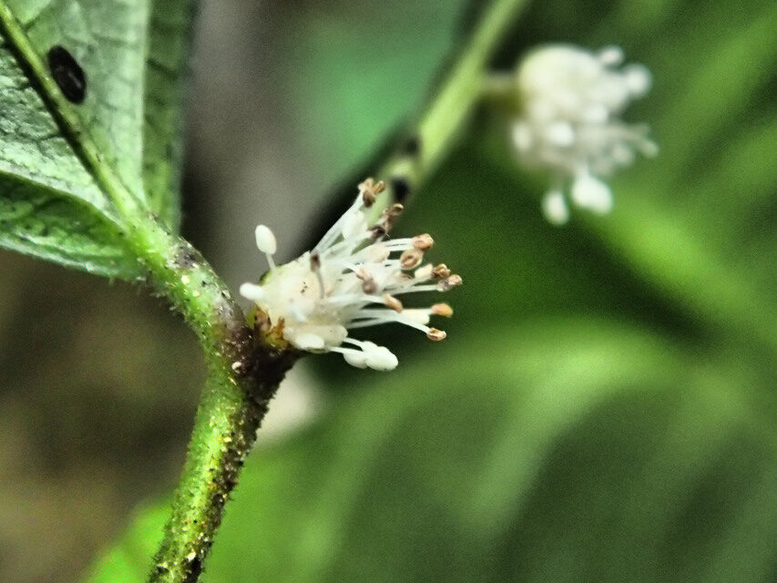 Utsetela gabonensis — photo