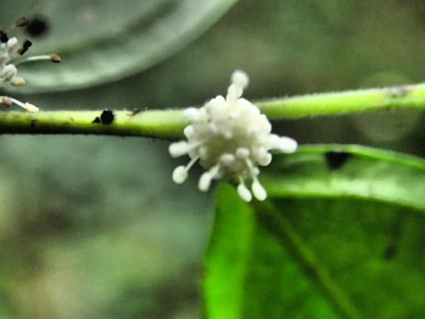 Utsetela gabonensis