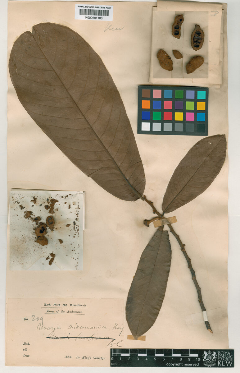 Uvaria andamanica — photo