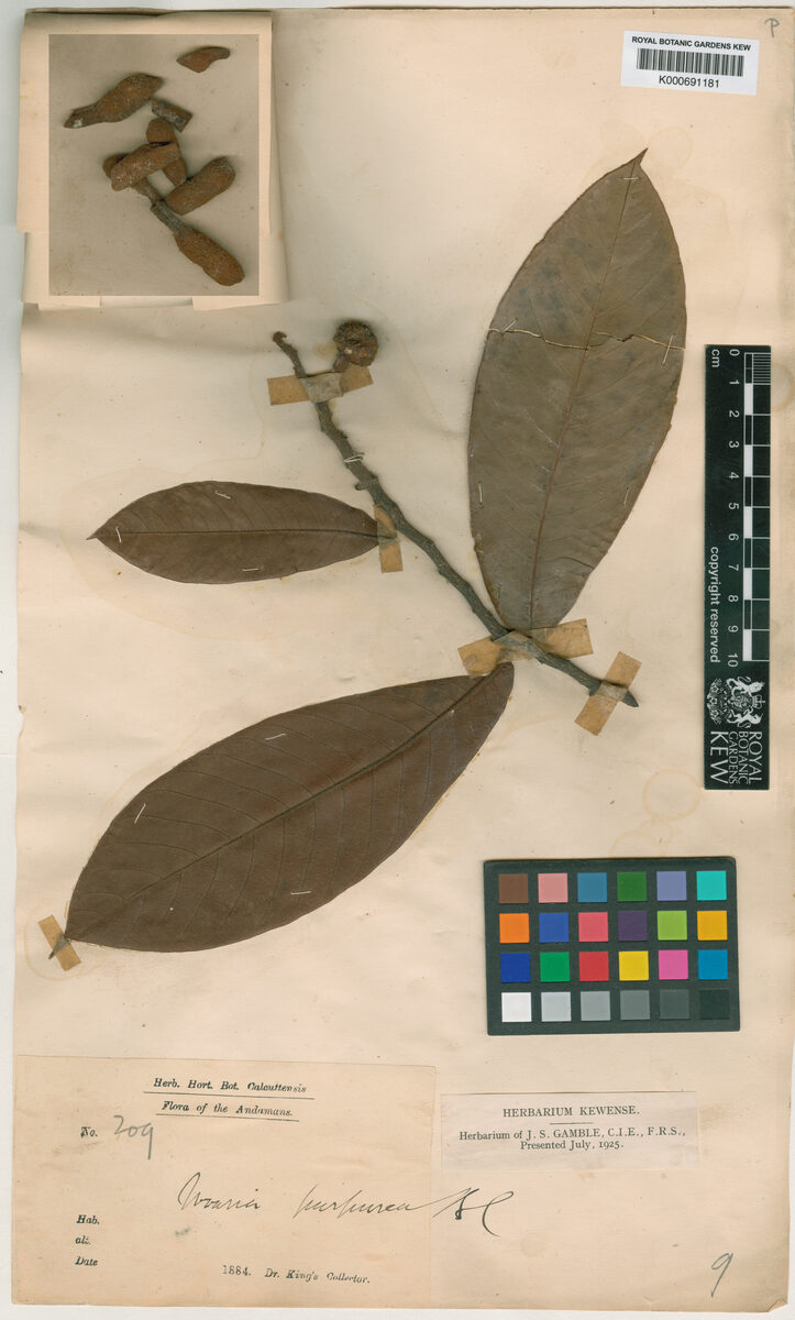 Uvaria andamanica — photo