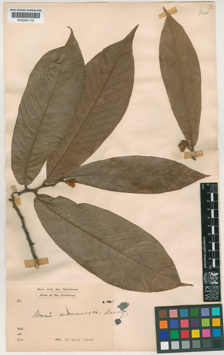 Uvaria andamanica