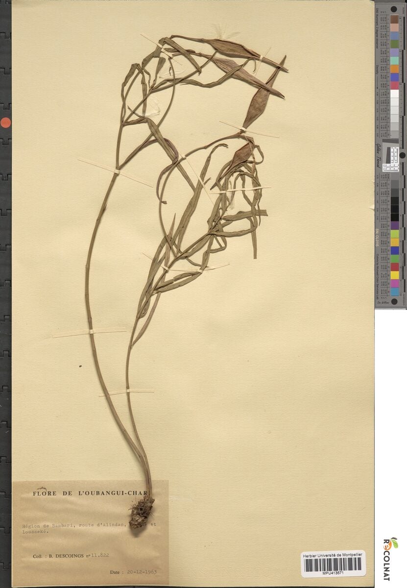 Uvaria brazzavillensis