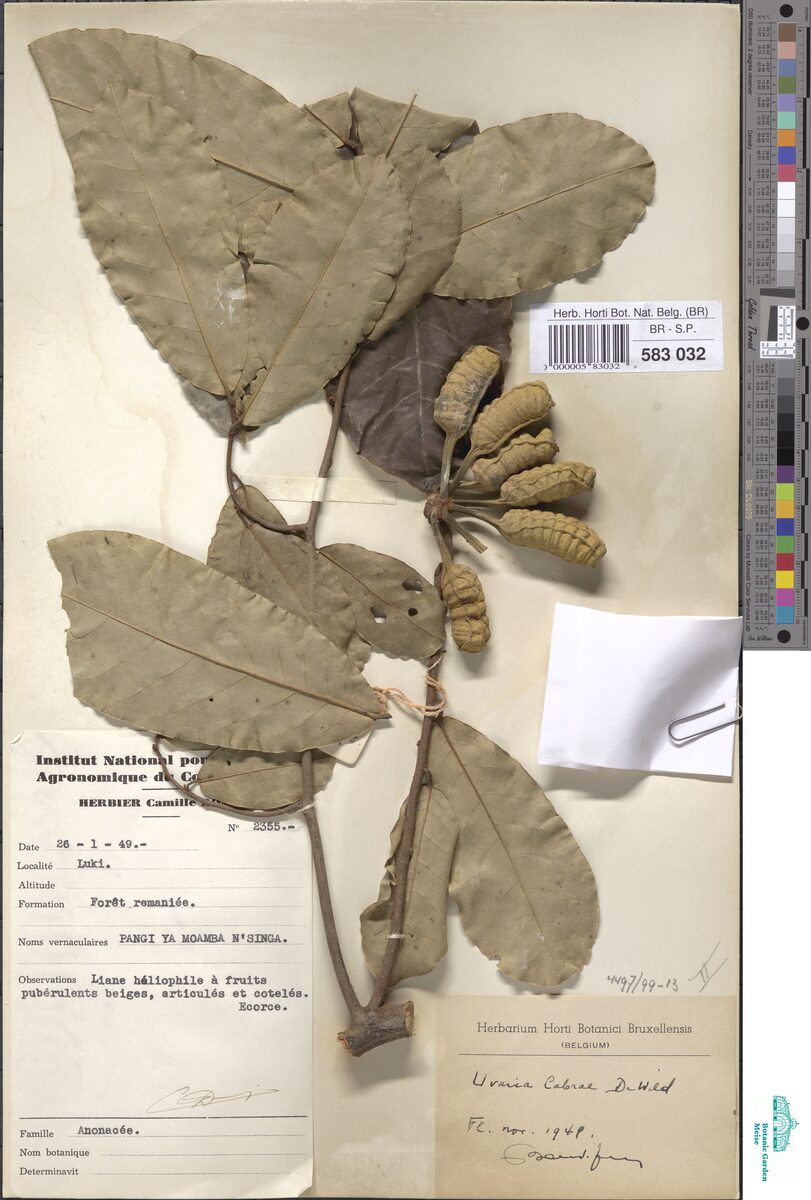 Uvaria cabrae — photo