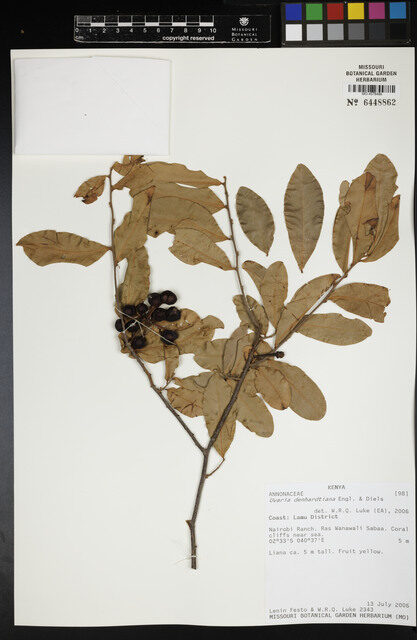 Uvaria denhardtiana